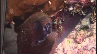 How Moray Eels Eat A Second Set of Jaws [upl. by Eliathan]