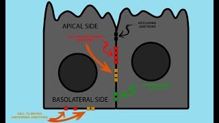 Epithelial Cell JUNCTIONS [upl. by Ahsenod553]