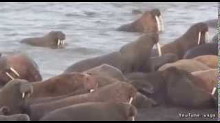 Amazing video of walrus island in the Chukchi Seadnt miss it [upl. by Lyrehs858]