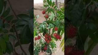 New technique for growing Rambutan plant rambutan rambutangrafting farming viral shorts [upl. by Helene]