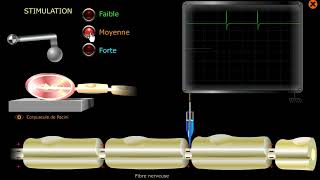 Codage du message nerveux électrique circulant dans un neurone sensoriel [upl. by Thordis]