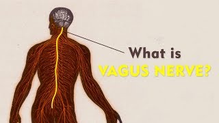 What Is The Vagus Nerve  Vagus Nerve Explained  Brain Mind Body Connect [upl. by Christan223]