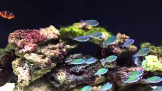 Chromis Viridis [upl. by Estrellita]