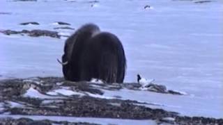 Muskox bull on Victoria Island Nunavut [upl. by Lehpar706]