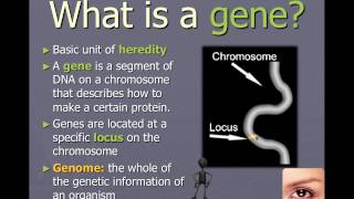 Chromosomes genes and alleles IB Biology [upl. by Valsimot]