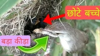 Plain Prinia Bird is Feeding Big Worm To Childrenbirdlife birds babybirds video viralvideolove [upl. by Ahsiel]