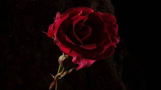 Red rose flower opening and dying time lapse [upl. by Powel]