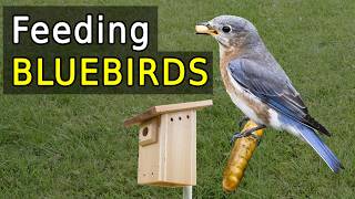 The Ultimate Guide to Feeding BLUEBIRDS in Your Backyard [upl. by Ylelhsa]