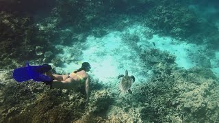 Embudu Village  Diving and Snorkeling [upl. by Pollitt]