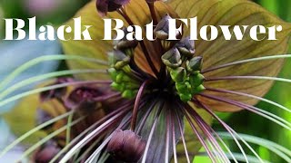 Tacca ChantrieriBlack Bat FlowerEndangered FlowersnaturePlantsBlackBat [upl. by Imehon262]