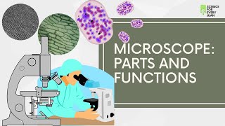 Microscope Parts and Functions  Science [upl. by Relyuhcs209]