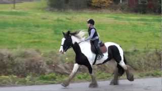 Girl on Irish Cob Ian is horse riding in terrain [upl. by Tristram]