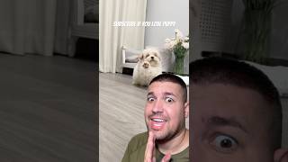 Subscribe for happy puppy ❤️ shortvideo funny puppy viral comedy [upl. by Nodyroc539]