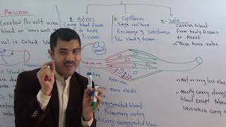 Blood vessels comparison of arteries veins and capillaries urdu hindi by Dr HADI [upl. by Katie105]