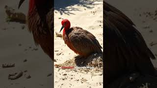 Tje Megapode WildlifeWonder NatureNerds [upl. by Aneehsat]