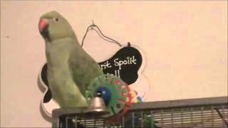 Indian Ringneck Parrot 1 yr talking [upl. by Fowle]