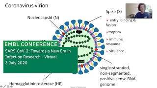 Susan R Weiss  Coronavirus biology features common to all coronaviruses [upl. by Pernas]