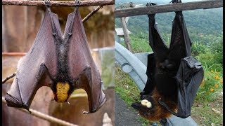 Types of Bats [upl. by Leslie]