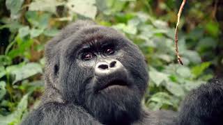 Exploring Bwindi Impenetrable One Family [upl. by Jonina75]