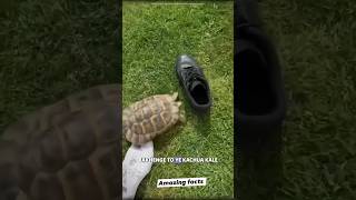 Why do turtles choose Black colour Shoes  factsinhindi facts [upl. by Malha]