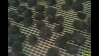 Making Homemade Raisins in our dehydrator Part 4 [upl. by Omar297]