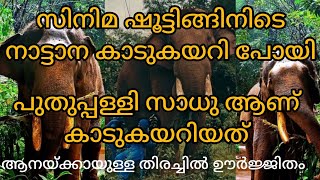 സിനിമ ഷൂട്ടിങ്ങിന് എത്തിച്ച കൊമ്പൻ കാടുകയറിപ്പോയി 😱😱trending viralvideo video [upl. by Sawyere]