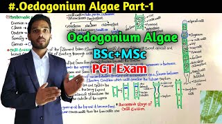 Structure and Reproduction in Oedogonium Algae  BSc first Year  MSc  PGT Exam [upl. by Letisha856]