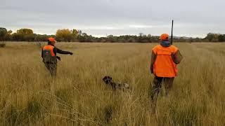 Pheasant Hunt 2020 RIP [upl. by Llet518]