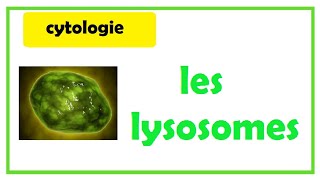 🥝les lysosomes CYTOLOGIE [upl. by Spieler]