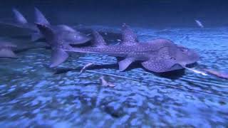 Bowmouth guitarfish Taiwanjioaxi [upl. by Helmut327]