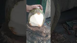 Style coconut cutting skills shorts coconut asmr satisfying fypシ゚viral [upl. by Anetta305]