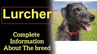 Lurcher Pros and Cons Price How to choose Facts Care History [upl. by Gemma]