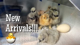 Hatch Day 🐣 and new arrivals  Silkie Vlog [upl. by Sabino]