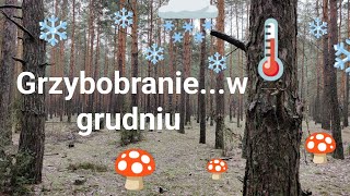 Grudniowe grzybobranie [upl. by Itsrik]