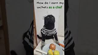 How do you earn sachets🐱🍽 funny cute cutecat cat funnycat chefcat chef [upl. by Tenom128]