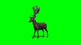 deer stands and looks around on green screen 1 [upl. by Pitarys]