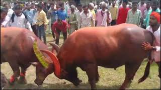 Deva vs Rama hele ki takkar karanja laad Amravati [upl. by Strain]