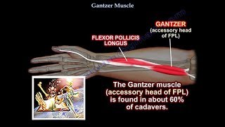 Gantzer Muscle Accessory Head FPL  Everything You Need To Know  Dr Nabil Ebraheim [upl. by Bergren118]