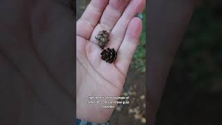 Identifying Eastern Hemlock Tsuga canadensis [upl. by Clarise567]