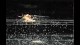 Mayfly Eggs Hatching a Minute After Being Laid [upl. by Retsof980]