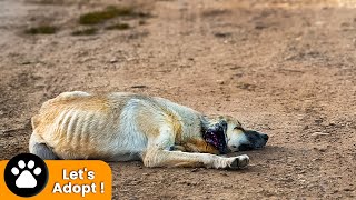 Dog Found Shot By Hunters And Left Starving In The Fields [upl. by Ydnam1]