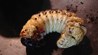 Megasoma actaeon  male pupa and prepupa [upl. by Analle]