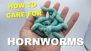 How To Care For HornWorms  Feeding Your Reptiles [upl. by Ainolopa]