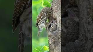 Barred Owlet Feeding its Baby Owls shorts barred owl sound owlet [upl. by Leva962]