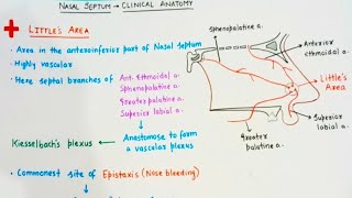 Nasal Septum Clinical  Littles area [upl. by Doowrehs]