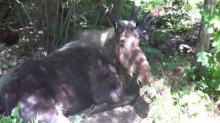 Moose in Ontario [upl. by Hwang]