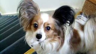 Papillon dog poppy postman pap [upl. by Milks]