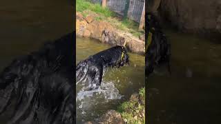 Splash time with Pip  Dogs Trust [upl. by Pattie736]