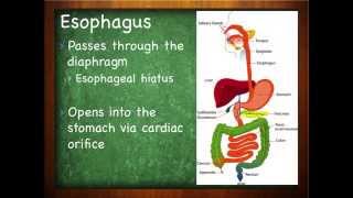 The Digestive System  The Throat 1803 [upl. by Joela]