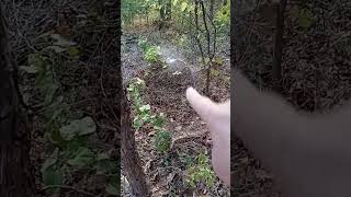 New Funnel Spider Web Found During Walk In The Woods spiderweb spidersoftheworld shorts [upl. by Larkin]